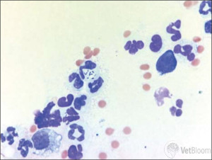 Conjunctival cytology Fig 3
