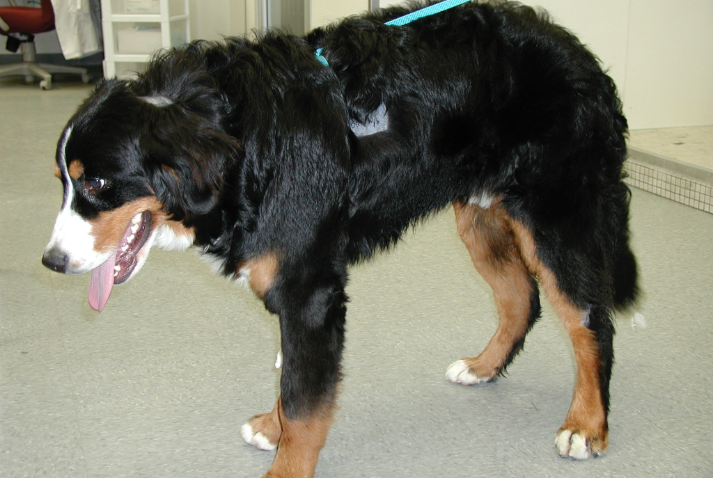 Bernese with neck pain