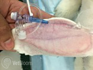 Fig. 4: Marginal ear vein catheter in a rabbit