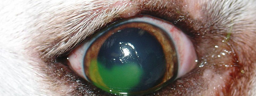 Corneal ulceration in dogs and cats: Diagnosis and treatment - VetBloom blog
