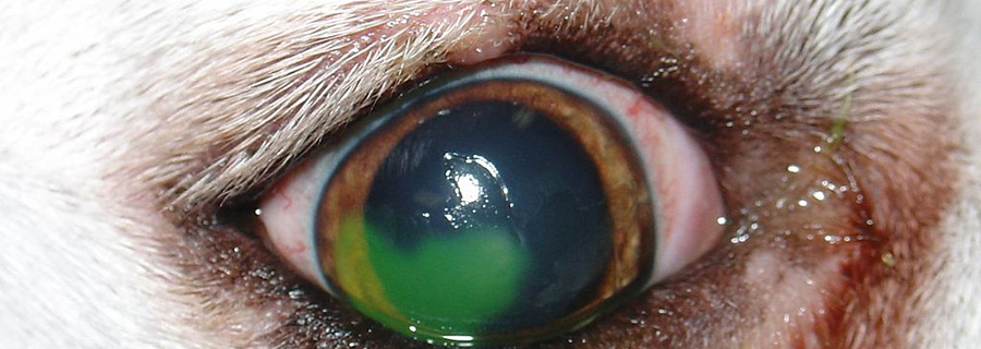 43 Top Pictures Cat Eye Ulcer Medication Veterinary ophthalmologist
