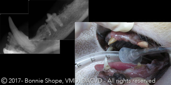 Tooth resorption in dogs and cats VetBloom blog