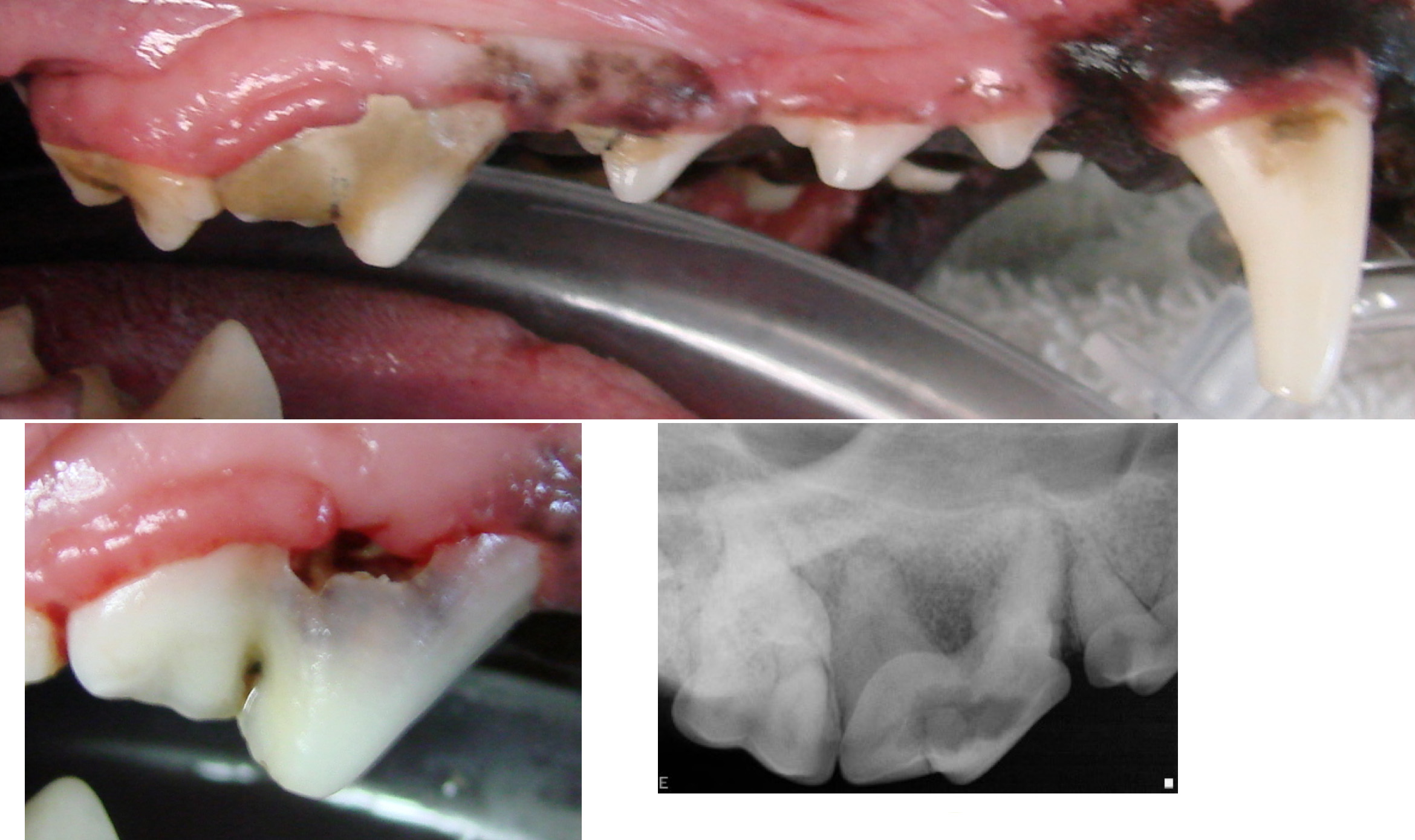 Tooth resorption in dogs and cats VetBloom blog