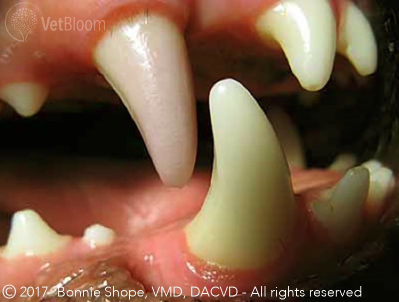 root canal treatment canine teeth