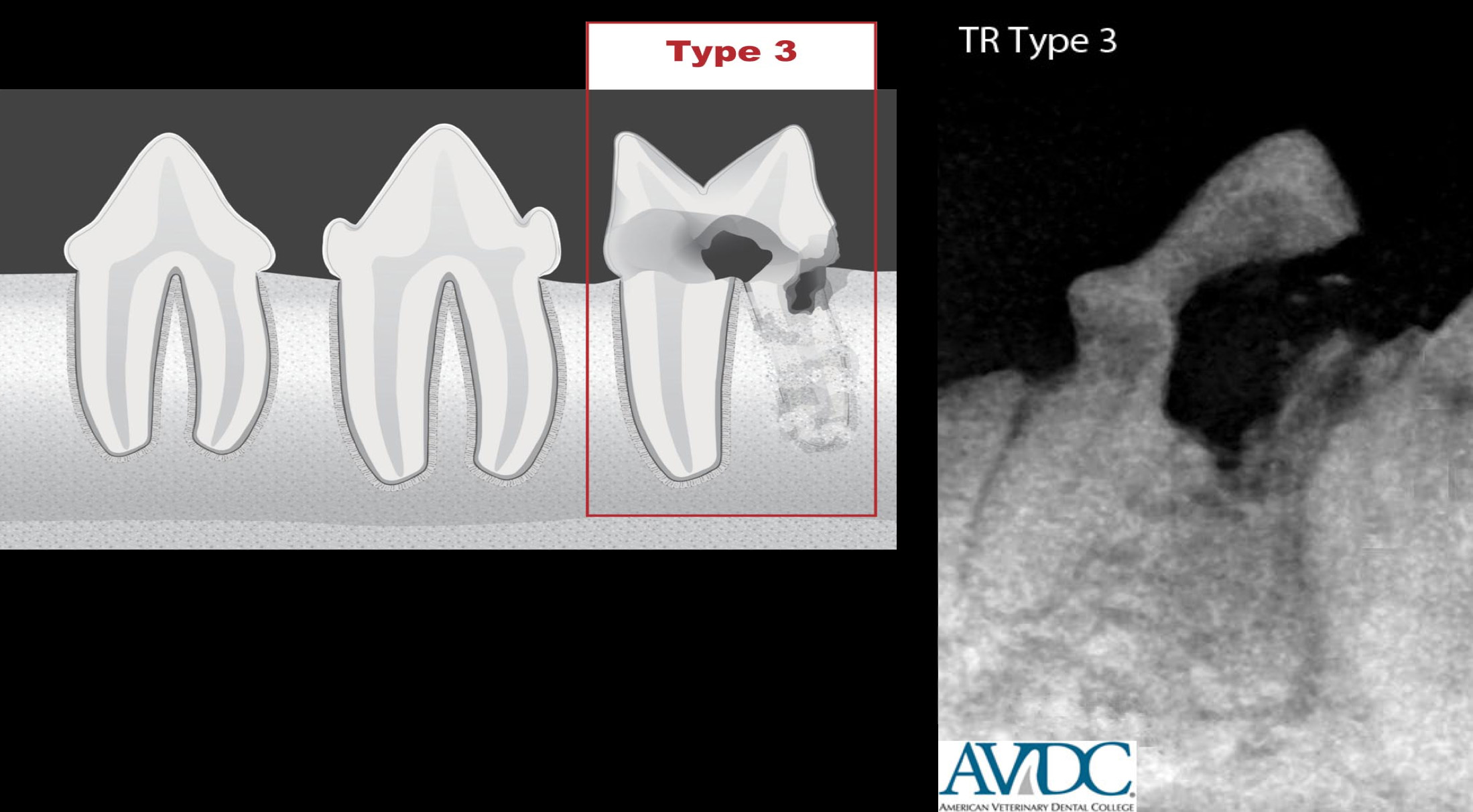 31 Best Images Tooth Resorption Cats Tooth Resorption in Cats